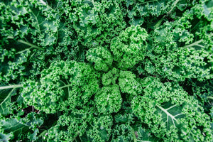 So What is Fiber and Why is it Important?