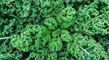 So What is Fiber and Why is it Important?