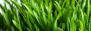 This Month’s Spotlight: Wheatgrass Shots