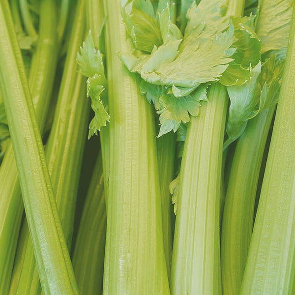 Stalks of celery