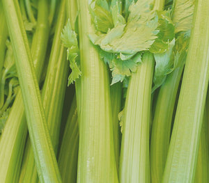Stalks of celery