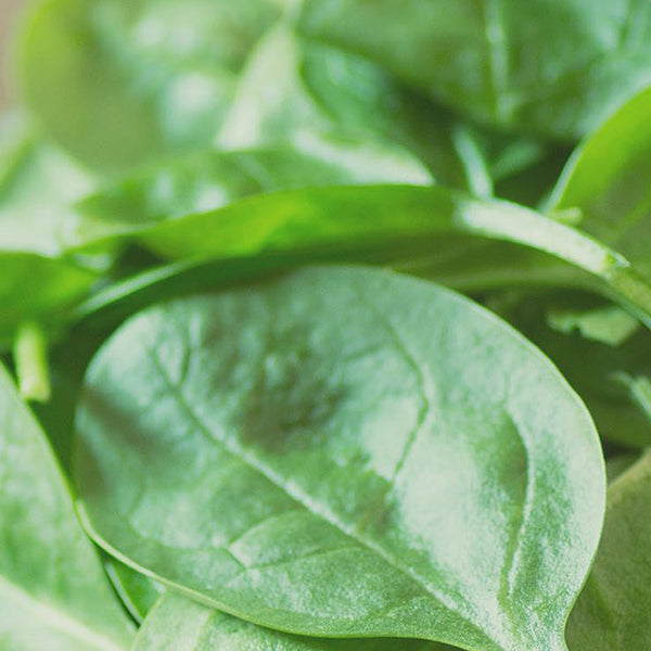 Bundle of spinach.