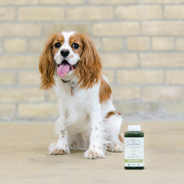 dog with pulp & press cold pressed juice with brick background